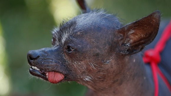 Yoda, a Xoloitzcuintle, was deemed ruff enough for the competition.