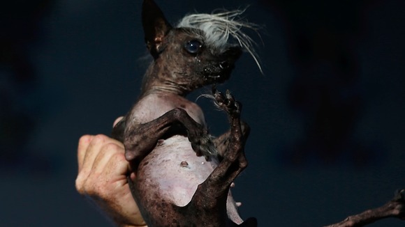 SweePee Rambo, a two-year-old Chihuahua Chinese Crested mix, wasn't quite 'ugly' enough for the crown.