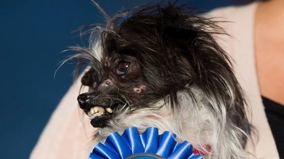 Peanut, a mutt dog from Greenville, North Carolina, won the 2014 World's Ugliest Dog contest in Petaluma, California.