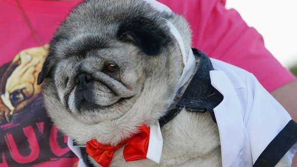 ugliest pug in the world meet peanut the world s ugliest itv news ugliest pug in the world meet peanut the world s ugliest itv news