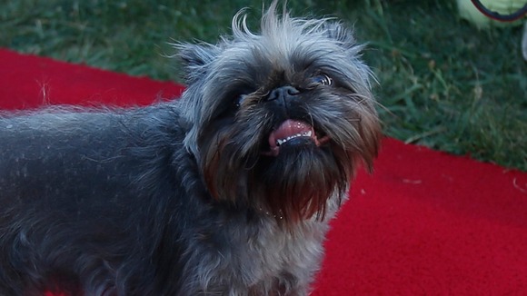 Monkey, a Brussells Griffon, strikes a pose on the red carpet ahead of the event in California.