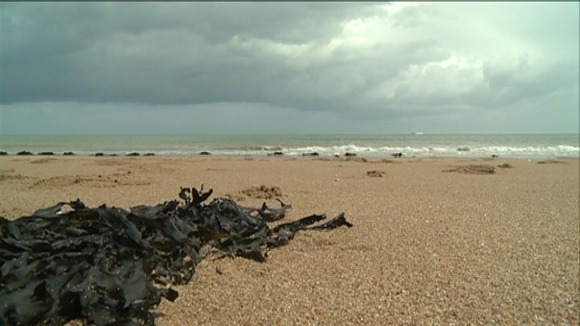 A Thanet beach with seaweed