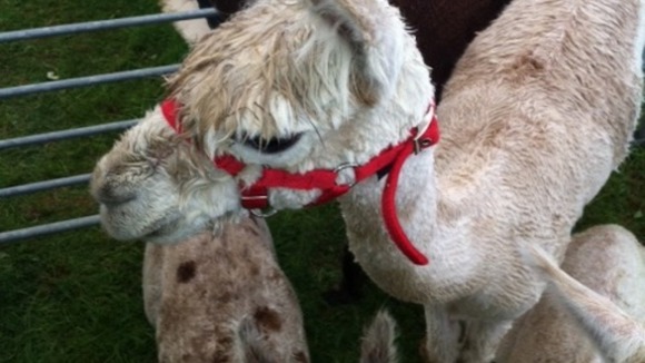 Alpacas at the Show