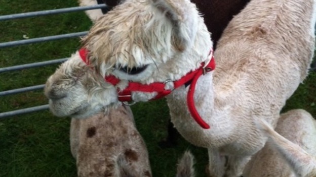 Alpacas at the Show