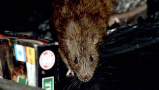 Rats across large swathes of Britain have evolved to withstand poison.