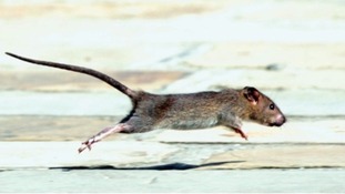 The genetic tests have shown that rodents have now developed a mutation.