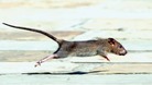 The genetic tests have shown that rodents have now developed a mutation.