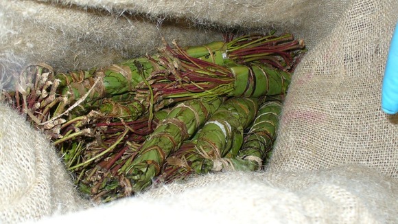 The chewing drug Khat is banned in much of Europe.