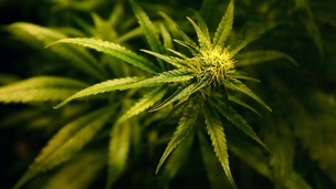Cannabis