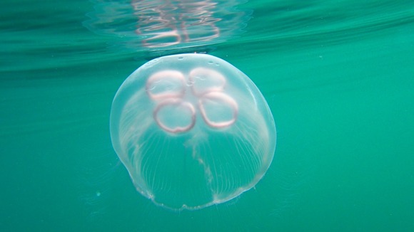 Huge jellyfish spotted off the Cornwall coast | West Country (W) - ITV News