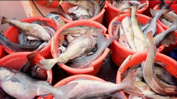 Fish