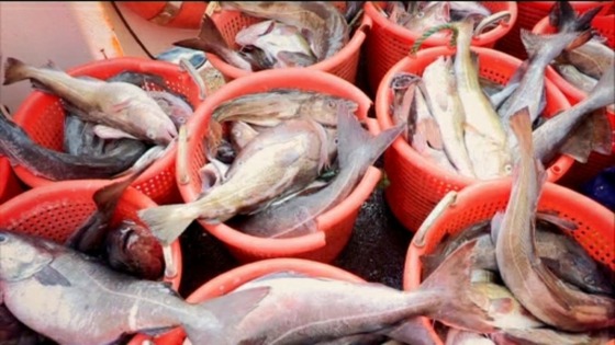 Fish