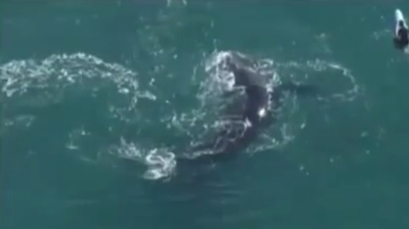 The whale was seen thrashing around as surfers approached it at Freshwater Beach, Sydney.