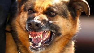 The number of dog attacks on postal workers has rocketed over the past year, according to the Royal Mail