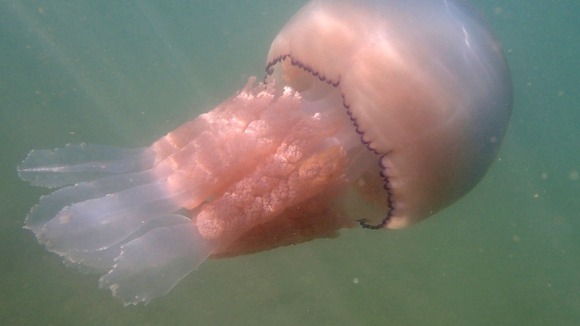 The giant barrel jellyfish spotted in Cornwall.
