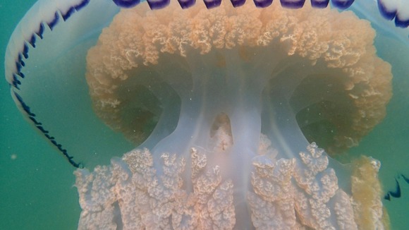 A closer look reveals its sticky mucus-covered tentacles.