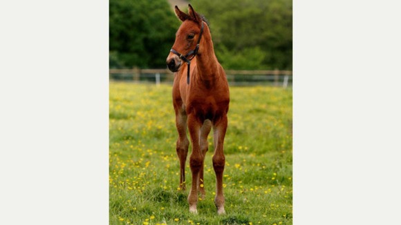 Police believe horse may have been 'deliberately hurt'