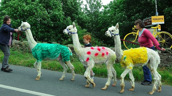 Alpacas won't be the only things in these colours for long in Reeth
