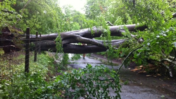 Fallen tree