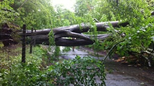 Fallen tree
