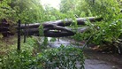 Fallen tree