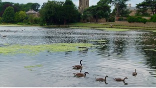 Geese enjoy a swim at Melbourne Pool in Derbyshire