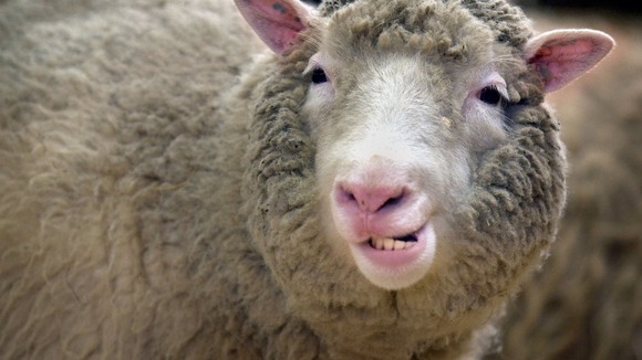 Dolly the Sheep.