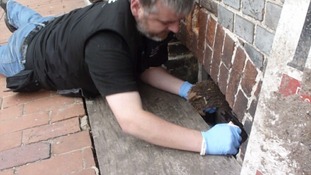 Hedgehog rescue