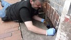 Hedgehog rescue