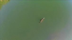 Locals blame the 6ft crocodile for missing lambs and ducks in the area.