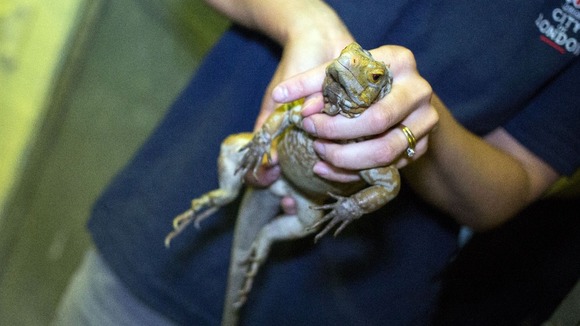Thirteen iguanas were rescued, but one was found to have died in transit.