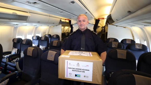 The reptiles were given free passage aboard a British Airways flight and were allowed to travel in the main cabin..