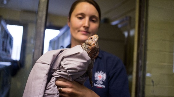 Susie Pritchard, deputy manager of the Animal Reception Centre, City of London Corporation, prepares the iguanas for their flight home.
