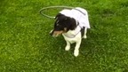 Jumping through hoops: Basil with his new headgear