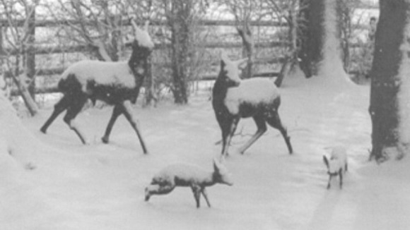 Deer sculptures