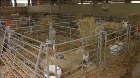 Sheep and lambs