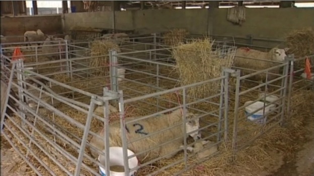 Sheep and lambs