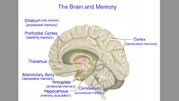 How the brain stores memory