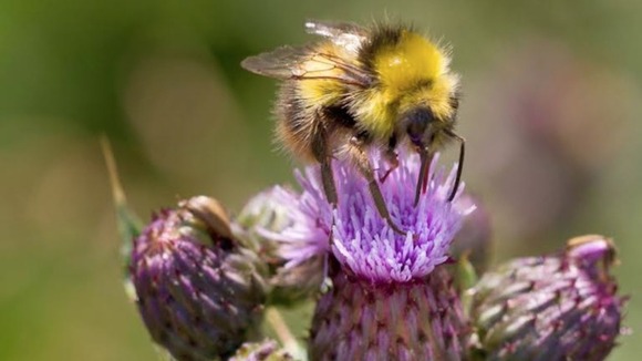 bee on flower