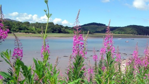 Tall purple flowers, lake, blue sky