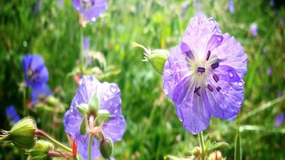 purple flowers and stamens