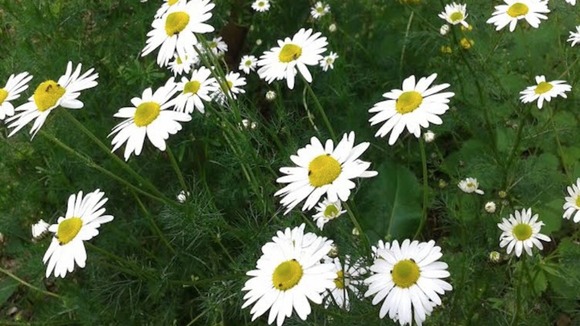 daisies