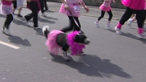 And the odd dog getting in on the dress code!