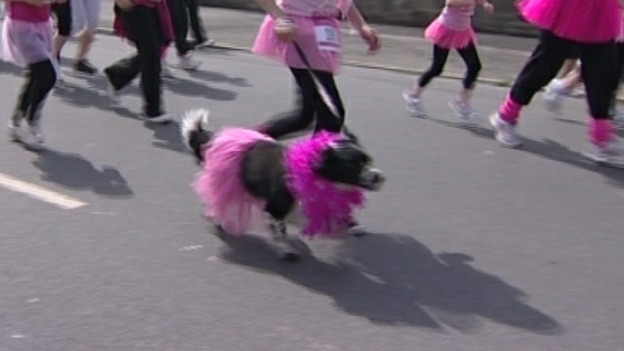 And the odd dog getting in on the dress code!