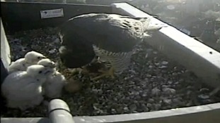 Chicks