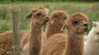 Alpacas up for auction