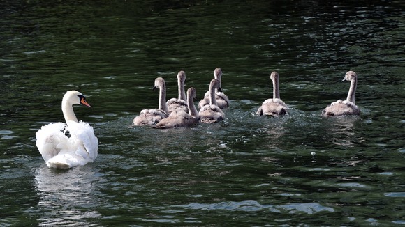 swans
