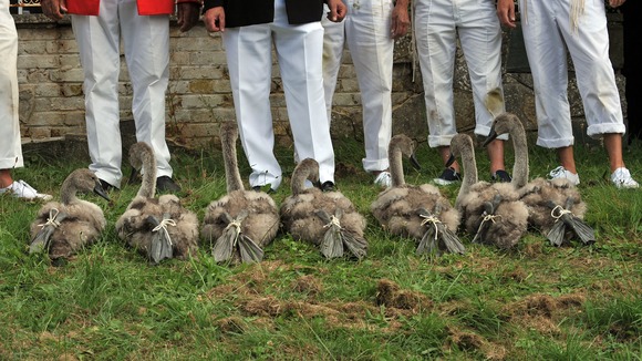 cygnets