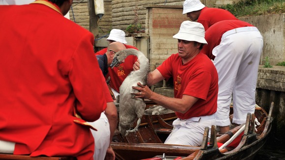 swan counting