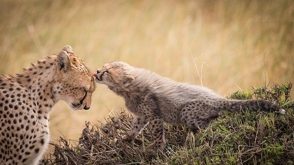 Picture by Marco Urso